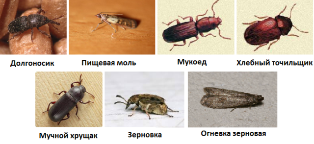 Как избавиться от вредителей и насекомых